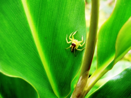 yellow spider - leaves, yellow, papua, spider