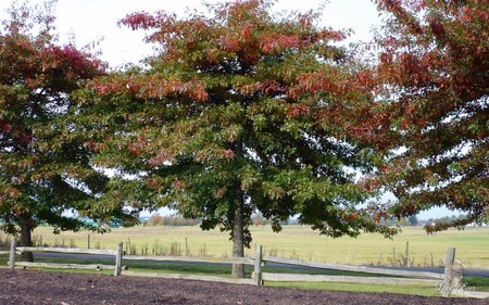 Three Musketeers - autumn, fall, trees, color, widescreen, washington