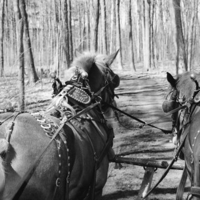 sleigh ride at Bruce's Mill