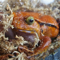 close up frog - markham fair