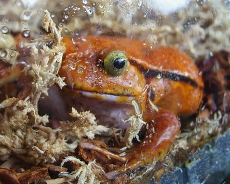 close up frog - markham fair - animal, frog, close-up