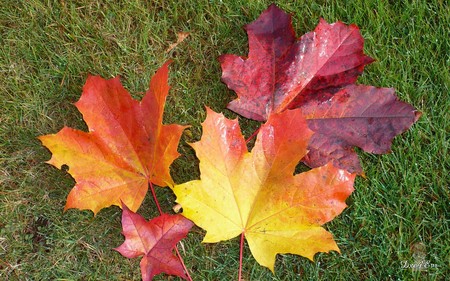 Fall Beauty - widescreen, fall, autumn, seasons, color, foliage, leaves