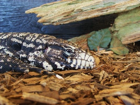 lazy lizard - markham fair - lizard, lazy, reptile