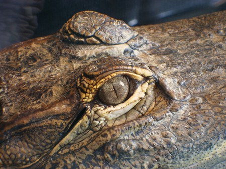 Crocodile eye - markham fair - eye, reptile, crocodile, close-up