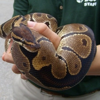 Boa constrictor - toronto zoo