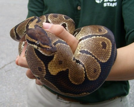 Boa constrictor - toronto zoo - zoo, close-up, snake