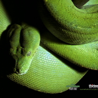 Green Tree Viper