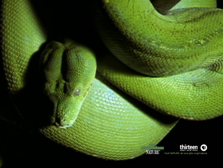 Green Tree Viper - snake, viper, shadow, green