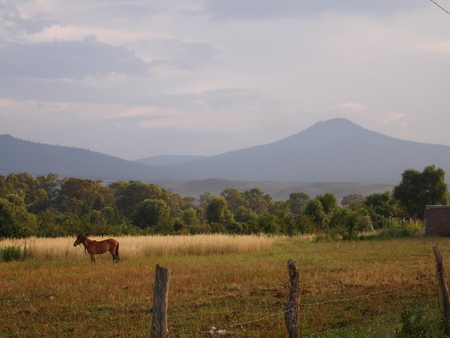 Way down South - horses south mexico