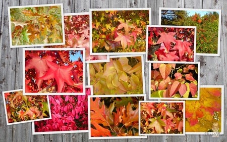 Fall on Barn - widescreen, fall, autumn, collage, seasons, washington, foliage, leaves