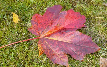 Fallen - autumn, fall, seasons, leaves, widescreen, washington, foliage