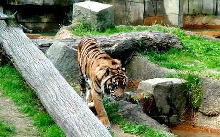 tiger - animal, tiger, zoo