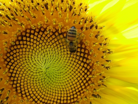 bee on sunflower - bee, flower, close up