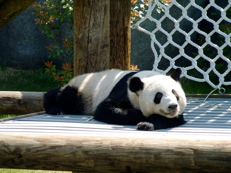 Panda Bear - sleeping, adorable, animal, panda, memphis zoo, zoo, cute, panda bear