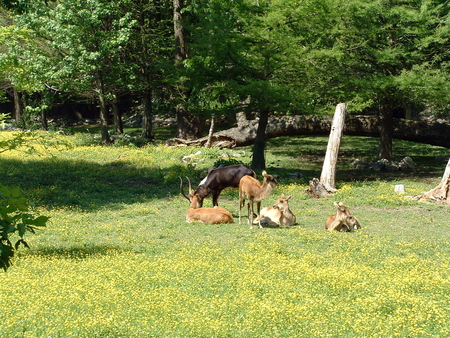 gazelles in a field - field, gazelles, zoo