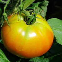 Tomato