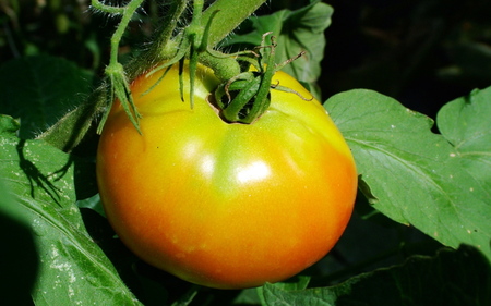 Tomato - nature, tomato, food, garden, plants