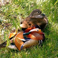 chinese ducks