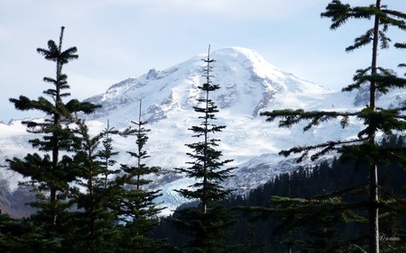 Guarding the Mountain - widescreen, mount baker, trees, forest, washington, mountain