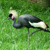 pretty bird in the grass