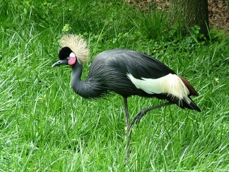 pretty bird in the grass - anilmals, nature, bird, birds