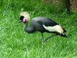 pretty bird in the grass