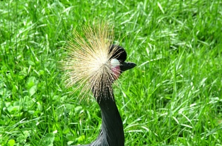 bird head - bird, birds, nature, anilmals