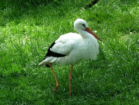 stork standing in grass - bird, birds, nature, stork, anilmals