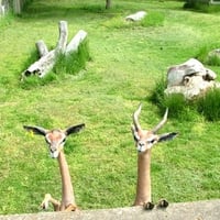 funny animals,Gerenuk, or giraffe gazelle