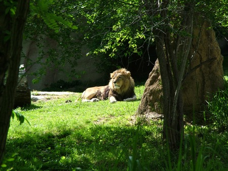 lion at the memphis zoo - cat, animals, lion