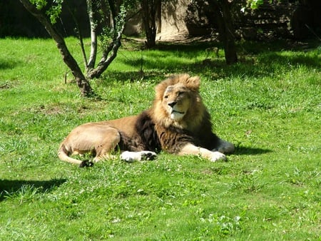 lion in the grass - cats, lion, animals, cat