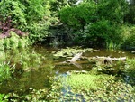 water garden