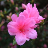 flowers in the rain