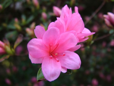 flowers in the rain - flowers, nature, rain