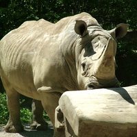 Rhino