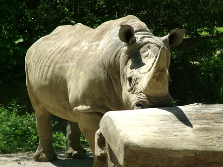 Rhino - rhino, animals, funny