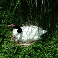 goose on her nest