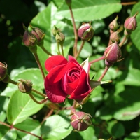 rose and rose buds