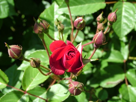 rose and rose buds - rosebuds, flowers, rose, nature