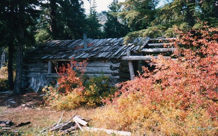 Old Cabin at Daily Prairie - widescreen, old cabin, fall, prairie, autumn, forest, washington, woods