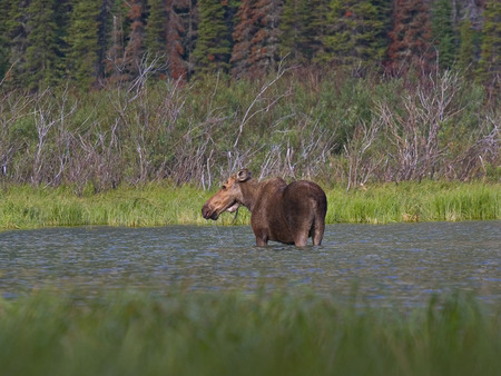 moose - moose, lake