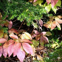 Autumn in the Woods