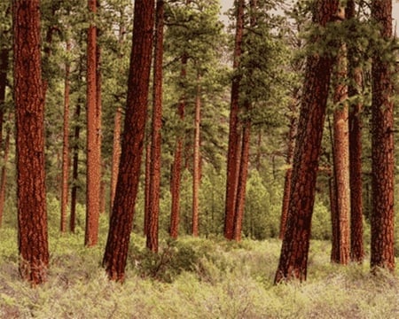 Ponderosa Pines - pine trees, oregon, woods