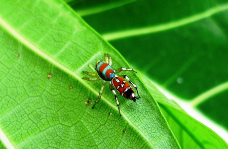 spider - spider, insect, color, leaf