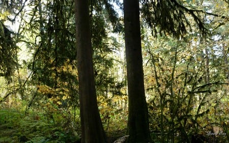 Fall in the Forest - widescreen, fall, trees, autumn, green, leaves falling, washington, woods