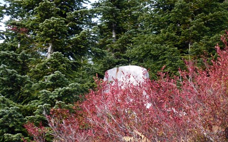 Mountain Ash - trees, forest, washington, widescreen, fall, autumn, plants, ash, woods