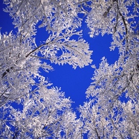 frosted trees