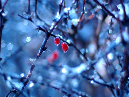 frozen fruits - berries, ice, trees, winter