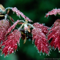 red oak leaves