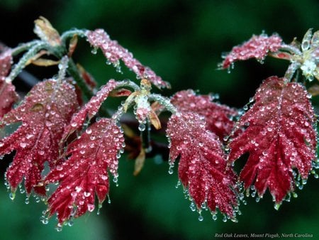 red oak leaves - leaves, winter, ice, frozen